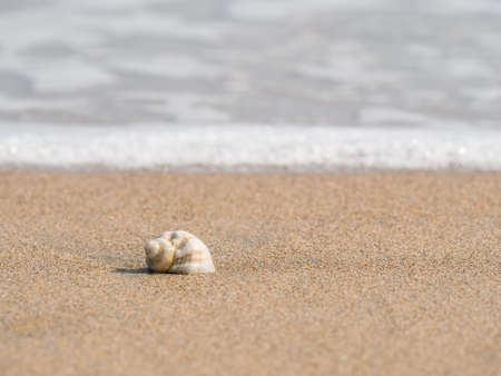 Small seashell on the beach in the sand with the water of the sea in the background.の写真素材