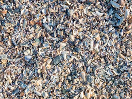 Various broken seashells fragments on the sandy beach. Background texture with small fragments of seashellsの写真素材