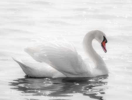 Graceful white swan (Cygnus olor) swimming on a lake or seaの写真素材
