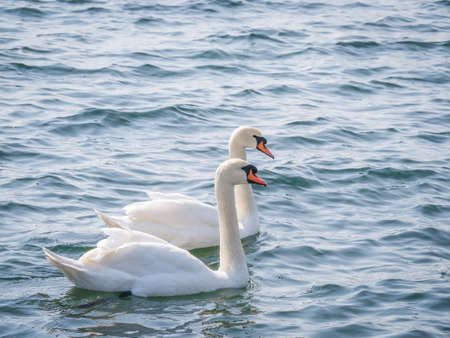 Two graceful white swans (Cygnus olor) swimming on a lake or seaの写真素材