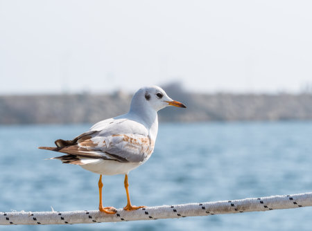 Seagull sitting on a rope and looking in the distanceの写真素材