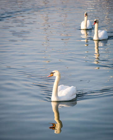 Three graceful white swans (Cygnus olor) swimming on a lake or seaの写真素材
