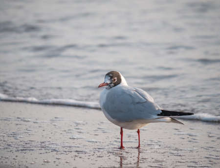 Single isolated seagull bird on the beach of the Black Seaの写真素材