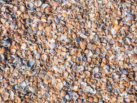Various broken seashells fragments on the sandy beach. Background texture with small fragments of seashellsの写真素材