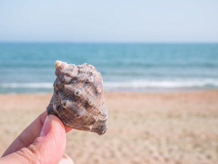 Hand holding a seashell with the sea and beach in the background. Summer beach landscape. Summer...