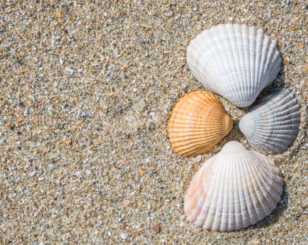 Seashells cockle on the beach in the sandの写真素材
