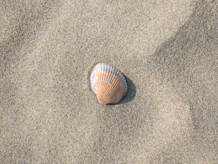 Small seashell on the beach in the sandの写真素材