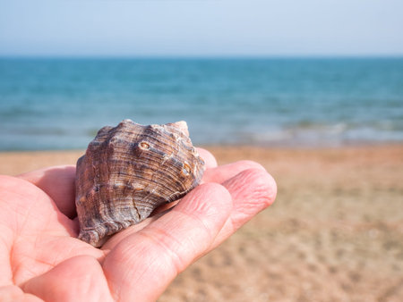 Hand holding a seashell with the sea and beach in the background. Summer beach landscape. Summer...