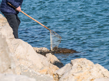Man with fishnet collecting seashells from the seaの写真素材