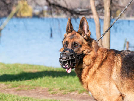Close up with a german shepherd dog breed with a muzzle (mouth guard) and leashの写真素材
