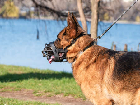 Close up with a german shepherd dog breed with a muzzle (mouth guard) and leashの写真素材