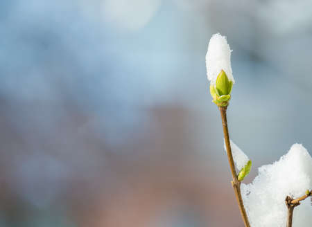 Fresh green bud covered with white snow. First sign of springの写真素材