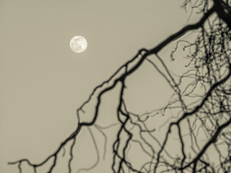 Full moon seen through the branches of a tree.の写真素材