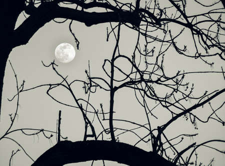 Full moon seen through the branches of a tree.の写真素材