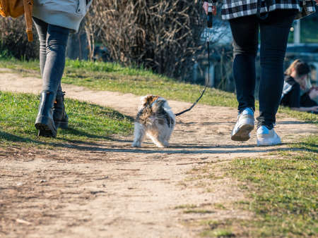 Two girls and a small dog walking or strolling in the park (King Mihai I park) on a nice sunny day.の写真素材