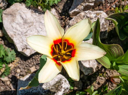 Close up detail with a single isolated Tulipa kaufmanniana 'Waterlily' yellow flower. View from above withの写真素材