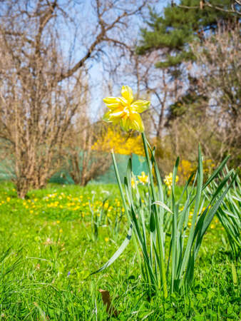 One single isolated Narcissus pseudonarcissus (commonly known as wild daffodil or Lent lily) in the fresh green grass.,の写真素材