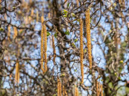 Catkin hanging from a branch of Corylus avellana tree also known as common hazelの写真素材