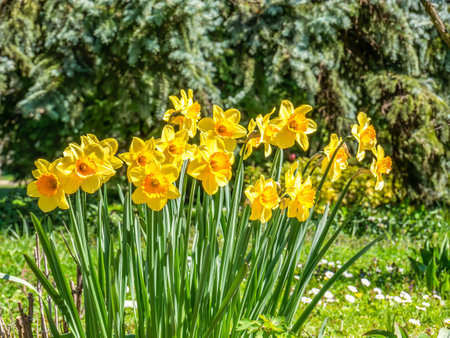 Narcissus jonquilla, commonly known as jonquil or rush daffodil yellow flowers on the field or meadowの写真素材