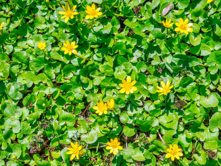 Field or meadow full of Ficaria verna (Ranunculus ficaria) small yellow flowers, also known as lesser celandine or pilewortの写真素材