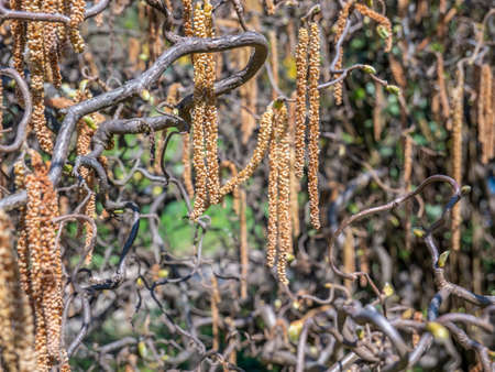 Catkin hanging from a branch of Corylus americana, the American hazelnut or American hazelの写真素材