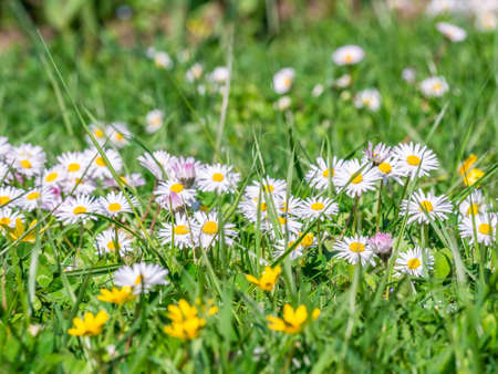 A field full of Bellis perennis also known as common daisy, lawn daisy or English daisy flowers.の写真素材