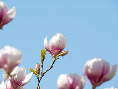 Magnolia Ã soulangeana pink purple flower blossom in the springの写真素材