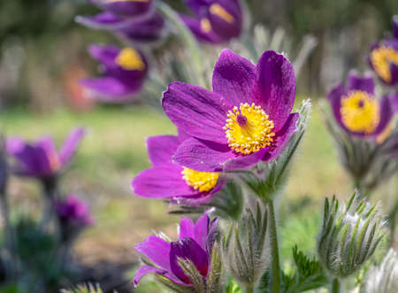 Close up detail with Pulsatilla vulgaris or the pasqueflower on the fieldの写真素材