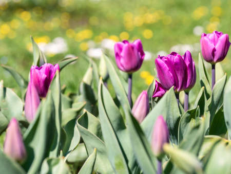 Many purple flowers Tulipa gesneriana, the Didier's tulip or garden tulip in the springの写真素材