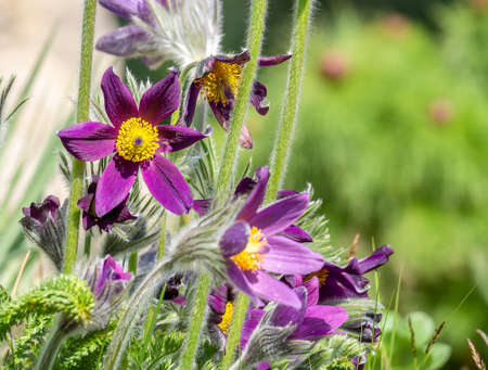 Close up detail with Anemone montana hopp purple flower also known as Pasqueflower, Pulsatilla, European pasqueflower, Common pasque flower, Dane's blood, Prairie Crocus, Pasque-flowerの写真素材