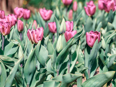 Many purple flowers Tulipa gesneriana, the Didier's tulip or garden tulip in the springの写真素材