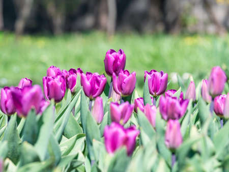 Many purple flowers Tulipa gesneriana, the Didier's tulip or garden tulip in the springの写真素材