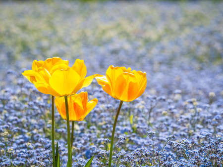 Three yellow garden tulips or Tulipa gesneriana, the Didier's tulip with Myosotis sylvatica, the wood forget-me-not in the background.の写真素材