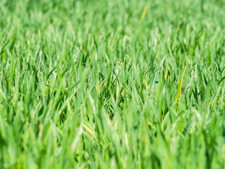 Natural fresh green grass texture backgroundの写真素材