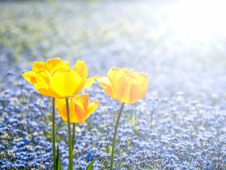 Three yellow garden tulips or Tulipa gesneriana, the Didier's tulip with Myosotis sylvatica, the wood forget-me-not in the background.の写真素材