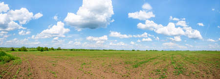 Spring landscape with an agriculture field and a blue sky with white cloudsの写真素材