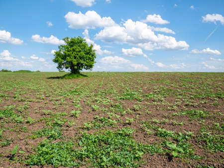 Lonely single tree on a field with blue sky and white fluffy clouds in the backgroundの写真素材