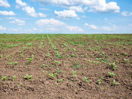 Spring landscape with an agriculture field and a blue sky with white cloudsの写真素材