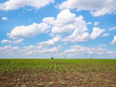 Spring landscape with an agriculture field and a blue sky with white cloudsの写真素材