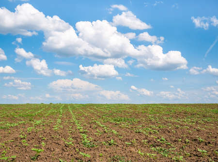 Spring landscape with an agriculture field and a blue sky with white cloudsの写真素材