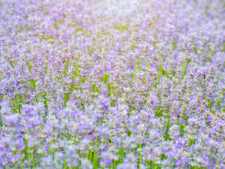 Beautiful lavender field in the summerの写真素材