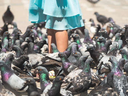 Girl in a blue dress surrounded by many pigeons in Victory Square (Piata Victoriei), Timisoaraの写真素材