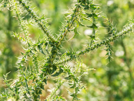 Close up detail with a Thistle plant with sharp prickles. Plant from the family Asteraceae.の写真素材