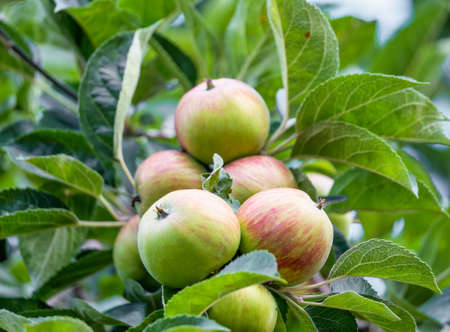 Fresh green organic honey crisp apple on the branches of an apple treeの写真素材