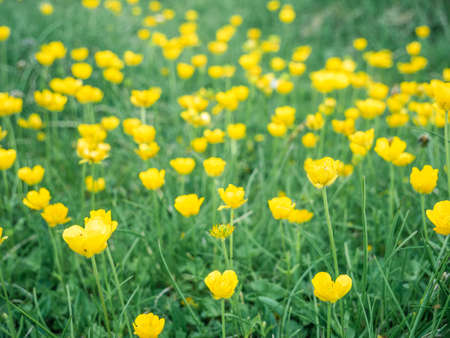 Ranunculus auricomus or montanus - Goldilocks buttercup small yellow flower field in Bucegi Mountains Romania.の写真素材