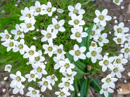 Minuartia verna (L.) Hiern. Spring sandwort small white flower that grows on scars, in semi-open short grassland, in shallow soil-filled depressions on limestone pavementの写真素材