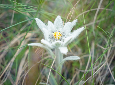 One single isolated mountain alpine flower Leontopodium alpinum (Edelweiss) in Bucegi Mountains, Romania. Rare protected mountain flower.の写真素材