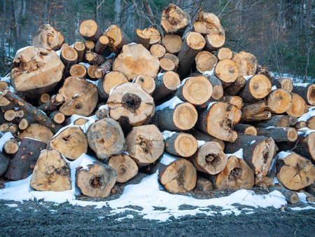 Fresh cut pile of wood logs or stumps in the forest.. Illegal logging concept in the forests of Romania.の写真素材