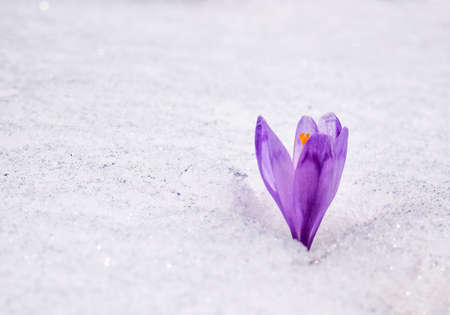 Crocus heuffelianus or Crocus vernus (spring crocus, giant crocus) purple flower blooming through the snowの写真素材