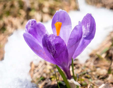 Crocus heuffelianus or Crocus vernus (spring crocus, giant crocus) purple flower blooming through the snowの写真素材